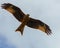 Red Kite Hunting