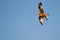 A Red Kite just before a nosedive