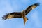 Red kite looking at you with full wing span