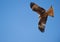 A Red Kite, master of the wind