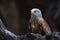 Red kite (Milvus milvus) autumn colours