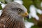 Red kite (Milvus milvus) autumn colours