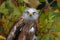 Red kite (Milvus milvus) autumn colours