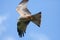 Red Kite Milvus milvus bird of prey in flight. Flying directly