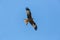 Red kite milvus milvus raptor bird in flight, blue sky, spread