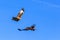 Red Kite (Milvus milvus) raptor bird of prey in flight