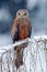 Red kite, Milvus milvus, sitting on the branch with snow winter