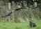 Red Kite over Buzzard