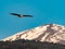 Red Kite between snowy mountains