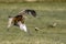 A Red Kite soars above the feeding station