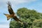 A Red Kite soars above the feeding station