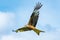 A Red Kite soars above the feeding station at West Wales