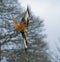 Red Kite Stooping to Right