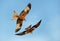 Red kites in flight against blue sky