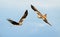 Red kites in flight against blue sky