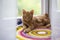 Red kitten breed Kuril Bobtail close-up lies on the windowsill with white curtains