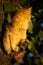 Red kitten in early autumn on big tree bark. Close up cute kitten climbing on tree in September on colorful autumn background. Por