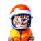 Red kitten in an orange motorcycle helmet and an orange jacket on a white background