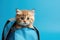 A red kitten peeks out of a school backpack on blue background.