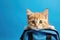 A red kitten peeks out of a school backpack on blue background.