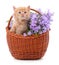 Red kitten and purple phloxes in the basket