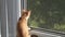A red kitten sits on a windowsill and looks out the window. The little cat breathes fresh air