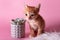 Red kitten sitting near cactus. Cute ginger small cat and succulent in grey clay pot on pink background. Pets and plants,