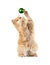 Red kitten sitting plays new year\'s green ball