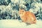 Red kitten sitting in snow near fir tree