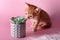 Red kitten sniffing cactus. Cute ginger small cat sniffs a succulent in grey clay pot on pink background. Pets and plants,