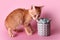 Red kitten sniffing cactus. Cute ginger small cat sniffs a succulent in grey clay pot on pink background. Pets and plants,