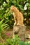 Red kitten on the stump.