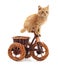 Red kitten on toy bike.