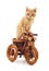 Red kitten on toy bike