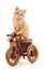 Red kitten on toy bike.