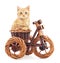 Red kitten on toy bike.