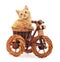 Red kitten on toy bike.