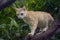 Red kitten on a tree branch with greenery. Domestic pet traveling in garden