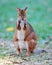 Red knecked wallaby, queensland, australia