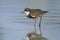 Red-kneed Dotterel