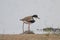 Red-kneed Dotterel in Australia