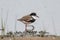 Red-kneed Dotterel in Australia