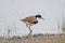 Red-kneed Dotterel in Australia