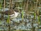 Red-kneed Dotterel in New South Wales Australia