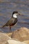 Red-kneed Dotterel in Northern Territory Australia