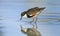 Red-kneed Dotterel wading in water