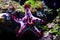 Red Knob Sea Star Protoreaster linckii