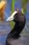 Red Knobbed Coot close-up