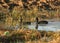 Red-knobbed coot or crested coot, Fulica cristata - a pair in a dam