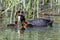 Red-knobbed Coot - Fulica cristata feeding her chicks.